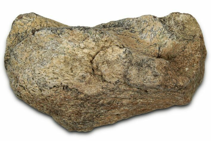 Dinosaur (Triceratops) Frill Shield Section - Montana #348053